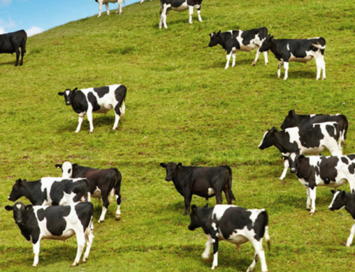 Webinar preview: Impact valuation practice and potential