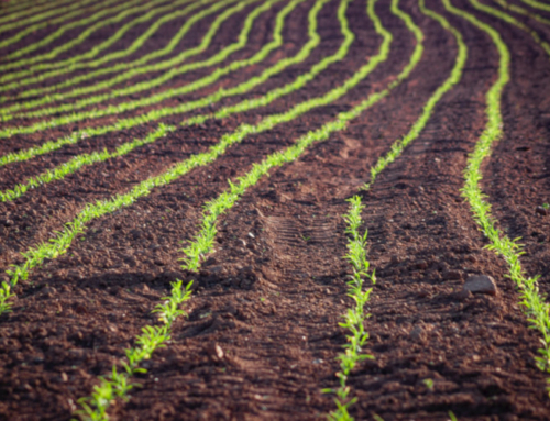 Flaws in the global food system cost the economy more than COVID-19